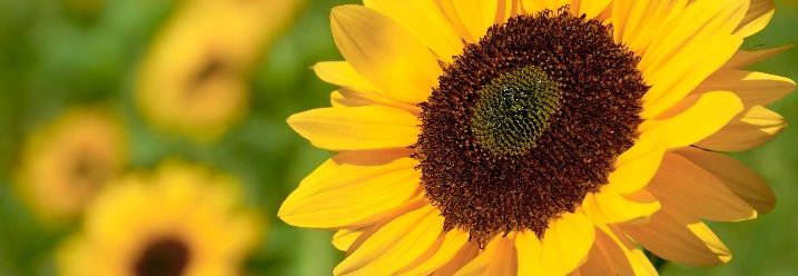 Sonnenblumenkopf Richtung Sonne